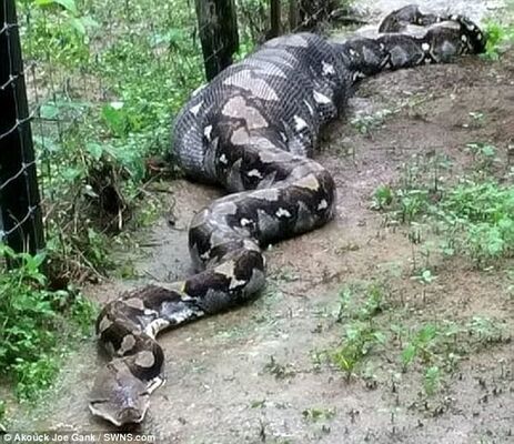 衝撃写真 ２頭のヤギを丸呑みした 巨大ヘビ がマレーシアで捕獲される ニコニコニュース