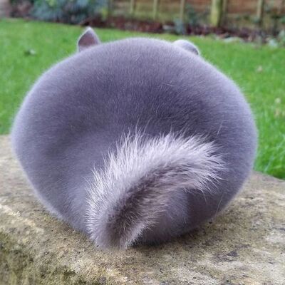 癒し効果絶大 フォトショ加工なし ある動物のお尻が完璧に丸くてふわふわすぎると話題に ニコニコニュース 癒し効果絶大 フォトショ加工なし ある動物のお尻が完璧に丸くてふわふわすぎると話題に ニコニコニュース
