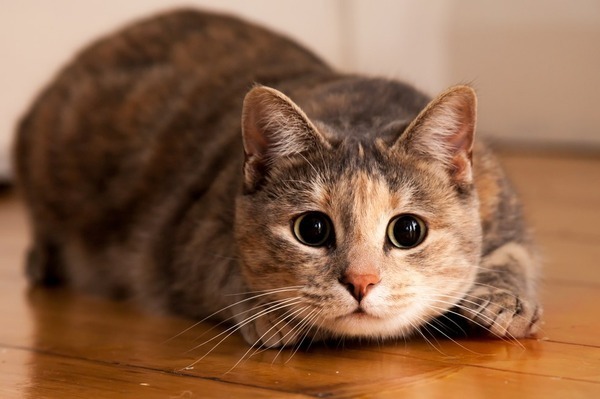 幽霊見えるにゃ 犬や猫には幽霊が見えている可能性が高い ニコニコニュース 幽霊見えるにゃ 犬や猫には幽霊が見えている可能性が高い ニコニコニュース