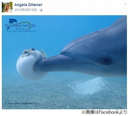 体膨らませたフグにイルカが ニコニコニュース