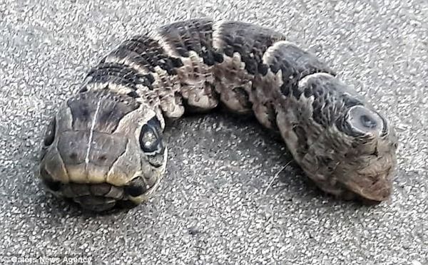 何だこれ アルゼンチンで発見された謎生物の風貌が ヤバ過ぎる と話題に 新生物か ニコニコニュース
