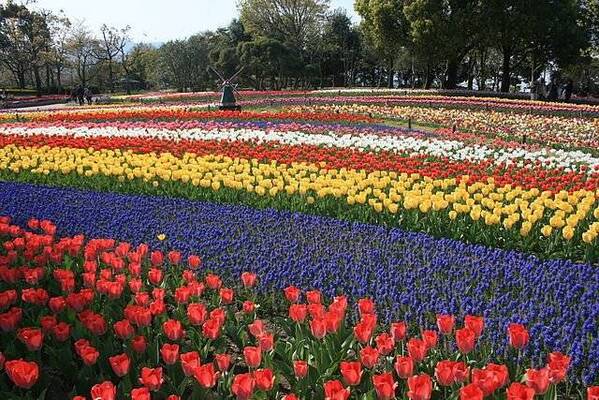 一面チューリップ 木曽三川公園の毎年恒例イベント ニコニコニュース