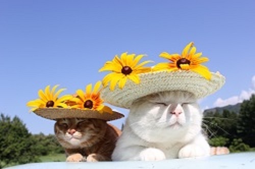 全国初 とにかく癒される究極のほっこりがやってくる かご猫展 かご猫シロと季節のなかで ニコニコニュース