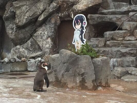 お爺ちゃんペンギンが二次元に恋 けものフレンズ のフンボルトペンギン フルルに魅了される ニコニコニュース