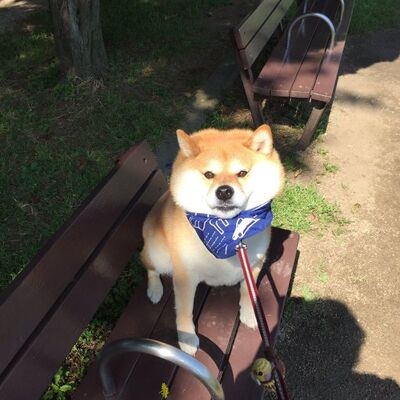散歩からの帰宅を全力で拒否する柴犬 リードの限界まで踏ん張って顔を変形させる ニコニコニュース 散歩からの帰宅を全力で拒否する柴犬 リードの限界まで踏ん張って顔を変形させる ニコニコニュース