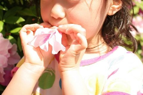 公園やビルの花壇で ブチッ ツツジの花を摘んで蜜吸ったら 犯罪になる ニコニコニュース