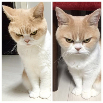 ツンデレすぎ 犬と猫を褒めた反応がちがいすぎる ネコ様 ニコニコニュース ツンデレすぎ 犬と猫を褒めた反応がちがいすぎる ネコ様 ニコニコニュース