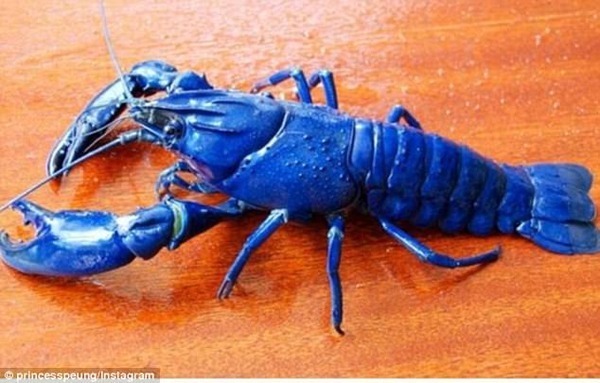 マジか 全身真っ青な謎すぎるザリガニが発見される ニコニコニュース マジか 全身真っ青な謎すぎるザリガニが発見される ニコニコニュース