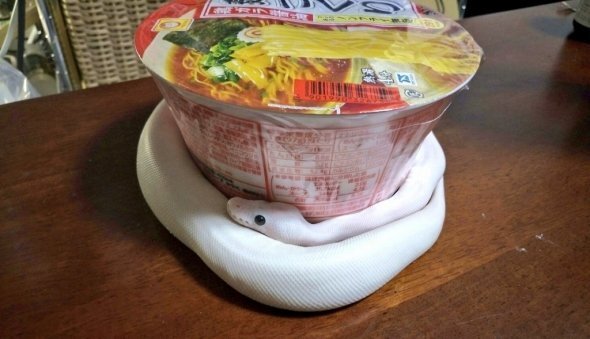 なぜ カップラーメンに巻きついた白蛇 ニコニコニュース
