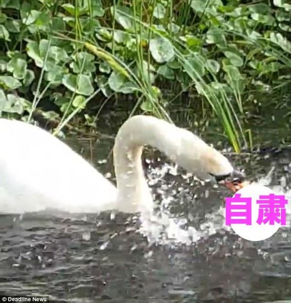 ウッソだ 白鳥さん ほかの鳥を 食べる 映像が話題に 肉食だったの ニコニコニュース