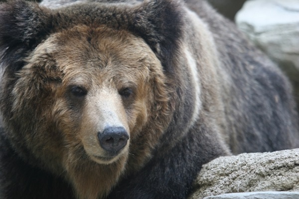 若者の狩猟離れ が深刻化 クマ駆除に支障きたす可能性 猟友会は会員確保に奔走中 ニコニコニュース 若者の狩猟離れ が深刻化 クマ駆除に支障きたす可能性 猟友会は会員確保に奔走中 ニコニコニュース