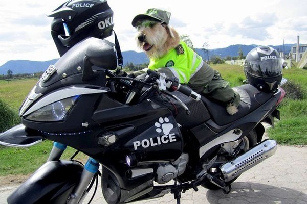 超可愛い コロンビア警察の犬のおまわりさん アズール君 が可愛いと話題になる ニコニコニュース