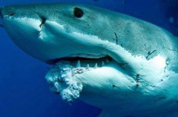 マジか サメに鼻パンチは効かないらしい 代わりの対処法 難易度高すぎ ニコニコニュース