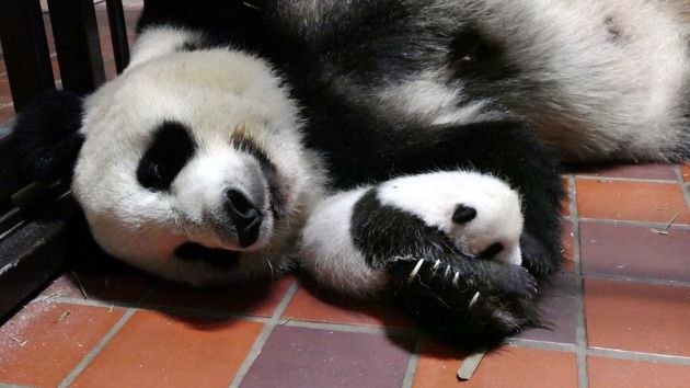 上野動物園のパンダの赤ちゃんが名前を募集 応募期間は7月28日から8月10日まで ニコニコニュース