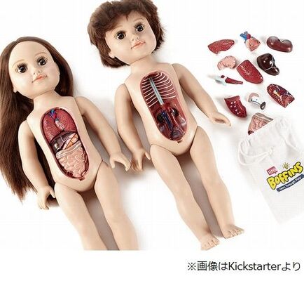 人体学べる 子どもの解剖人形 に賛否 ニコニコニュース 人体学べる 子どもの解剖人形 に賛否 ニコニコニュース
