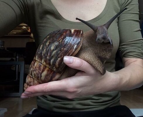 モンスター級の巨大なカタツムリが話題に こんなにも大きくても動きはのろまなのか ニコニコニュース モンスター級の巨大なカタツムリが話題に こんなにも大きくても動きはのろまなのか ニコニコニュース