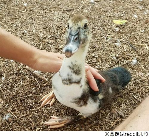 オオカミの顔 持つアヒルが話題 ニコニコニュース