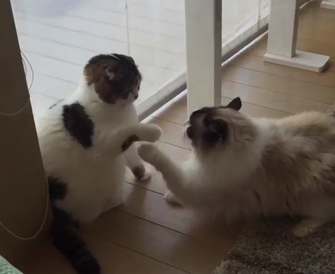 恐ろしくのっそりと繰り出される猫パンチの応酬 スロー再生のような猫の喧嘩が可愛いと話題に ニコニコニュース 恐ろしくのっそりと繰り出される猫パンチの応酬 スロー再生のような猫の喧嘩が可愛いと話題に ニコニコニュース