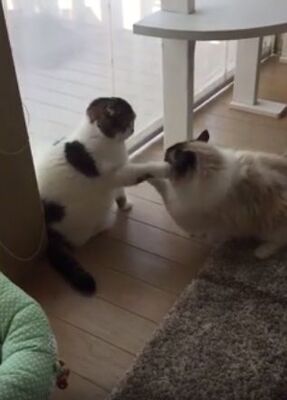 ユルすぎ 超絶スローな 猫パンチ の殴り合いが可愛い過ぎると話題に ニコニコニュース