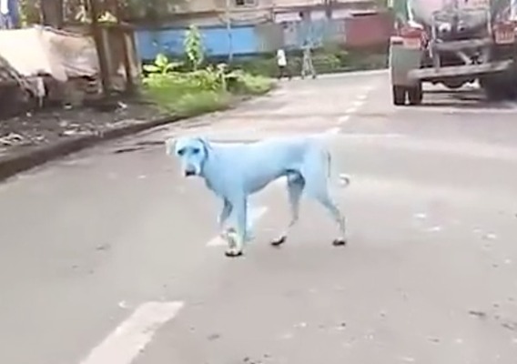 何があった インドで なぞの青い犬 が発見される 環境汚染の影響 ニコニコニュース 何があった インドで なぞの青い犬 が発見される 環境汚染の影響 ニコニコニュース