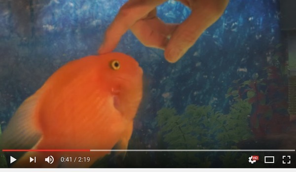 アニメかよ 魚が人間に甘えて懐くだと 目を疑う映像が150万回再生される ニコニコニュース アニメかよ 魚が人間に甘えて懐くだと 目を疑う映像が150万回再生される ニコニコニュース