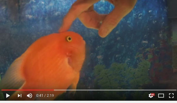 アニメかよ 魚が人間に甘えて懐くだと 目を疑う映像が１５０万回再生される ニコニコニュース