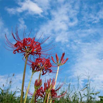 彼岸花は不吉な花 その言い伝えや意外な花言葉とは ニコニコニュース 彼岸花は不吉な花 その言い伝えや意外な花言葉とは ニコニコニュース