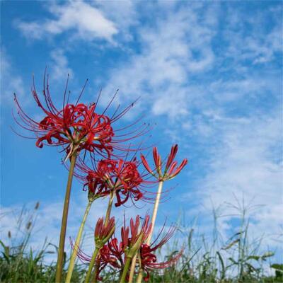 彼岸花は不吉な花 その言い伝えや意外な花言葉とは ニコニコニュース