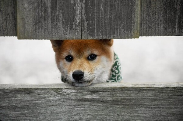 柴犬好きにはたまらない 代目豆助のかわいい姿を一挙紹介 ニコニコニュース