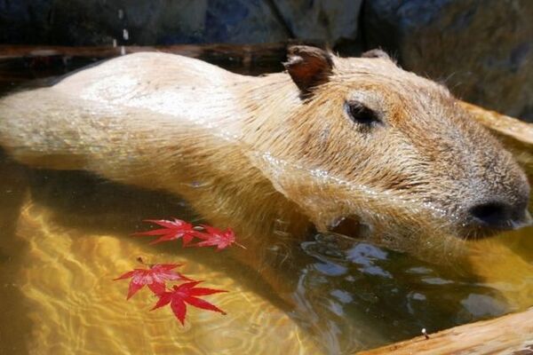 もみじを頭に乗せてゆったり カピバラのもみじ温泉 が那須どうぶつ王国にオープン ニコニコニュース