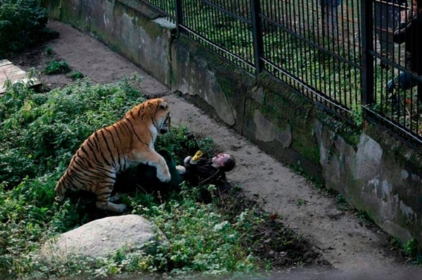 ロシアの動物園で虎が飼育係を襲う瞬間の写真 客が応戦し飼育係は一命をとりとめる ニコニコニュース ロシアの動物園で虎が飼育係を襲う瞬間の写真 客が応戦し飼育係は一命をとりとめる ニコニコニュース