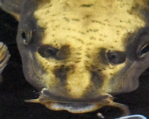 ヒィィ マンチェスター州で不気味過ぎる 人面魚 が発見される ニコニコニュース