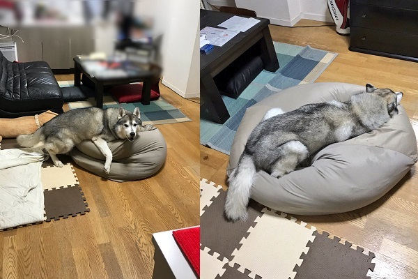 人をダメにするソファ でダメになるハスキー犬が可愛い ニコニコニュース 人をダメにするソファ でダメになるハスキー犬が可愛い ニコニコニュース
