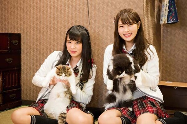 Nmb48 猫好きのなぎちゃんが登場 初めて猫に触れたももるんは ニコニコニュース Nmb48 猫好きのなぎちゃんが登場 初めて猫に触れたももるんは ニコニコニュース