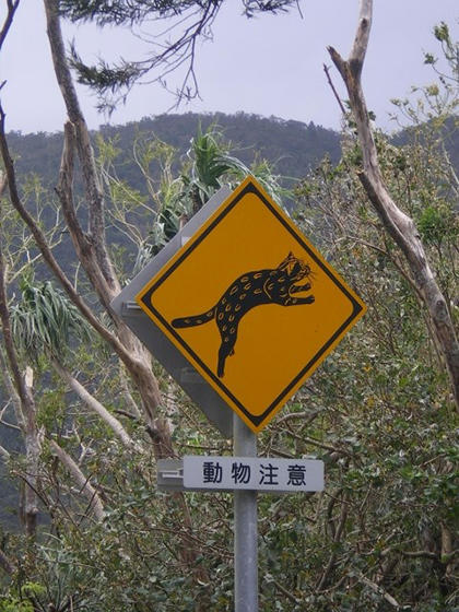 イリオモテヤマネコ とびだし注意 道路標識 世界遺産候補の西表島ってどんなとこ ニコニコニュース