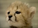 チーターの赤ちゃんがかわいすぎて悶絶してしまうッ ニコニコニュース