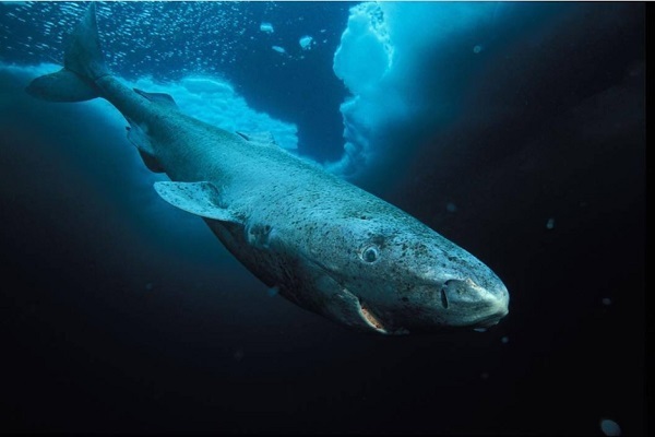 平均寿命は390歳 最も長生きな脊椎動物 ニシオンデンザメ の奇妙な生態 ニコニコニュース