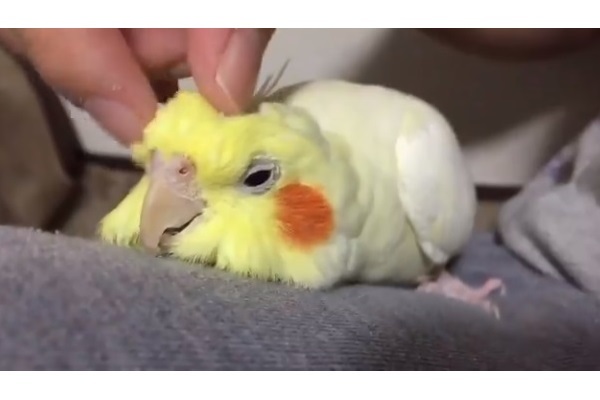 最後まで可愛い 頭をカキカキされてうっとりするインコの動画が話題に ニコニコニュース