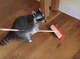 癒し アライグマのカワイイ おもしろ詰め合わせ動画 ニコニコニュース 癒し アライグマのカワイイ おもしろ詰め合わせ動画 ニコニコニュース