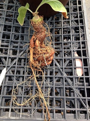 実在していた伝説の植物 マンドラゴラ どう育てるのか担当者に聞いてみた ニコニコニュース 実在していた伝説の植物 マンドラゴラ どう育てるのか担当者に聞いてみた ニコニコニュース