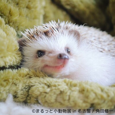 まるっと小動物展 かわいいハリネズミ ハムスターたちに癒やされる 初の名古屋巡回 ニコニコニュース まるっと小動物展 かわいいハリネズミ ハムスターたちに癒やされる 初の名古屋巡回 ニコニコニュース