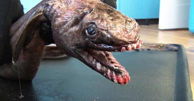 謎の古代魚 深海生物を東京湾で発見 お魚ぜんぶ獲ってみた2 ニコニコニュース