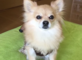 爆笑 犯人はあんたやろ スリッパを破壊して問い詰められる5匹の犬達 ニコニコニュース 爆笑 犯人はあんたやろ スリッパを破壊して問い詰められる5匹の犬達 ニコニコニュース