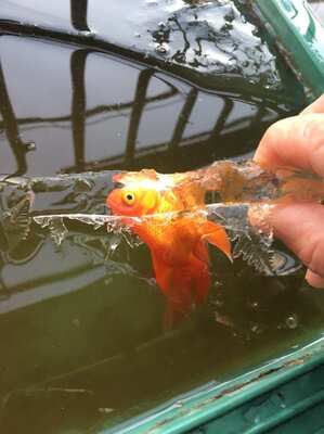 氷漬けになった 金魚 が死なずに生存 Sns上に 生命力すごい と驚きの声 金魚博士に聞く ニコニコニュース 氷漬けになった 金魚 が死なずに生存 Sns上に 生命力すごい と驚きの声 金魚博士に聞く ニコニコニュース