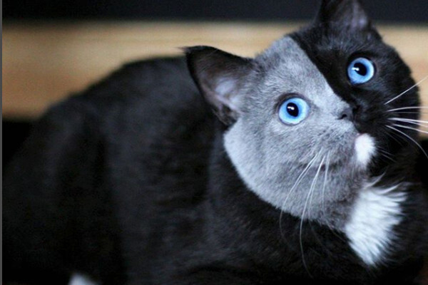 黒とグレー 2つの顔 を持つ子猫 成長した姿が可愛らしすぎて3800件のいいね ニコニコニュース 黒とグレー 2つの顔 を持つ子猫 成長した姿が可愛らしすぎて3800件のいいね ニコニコニュース