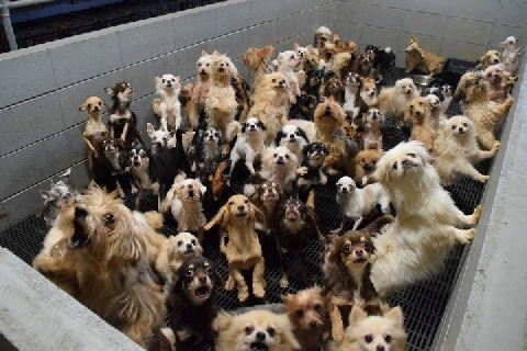 まるで地獄 不衛生な犬猫工場で大量繁殖 悪質業者でも開設できる 緩い規制 ニコニコニュース まるで地獄 不衛生な犬猫工場で大量繁殖 悪質業者でも開設できる 緩い規制 ニコニコニュース