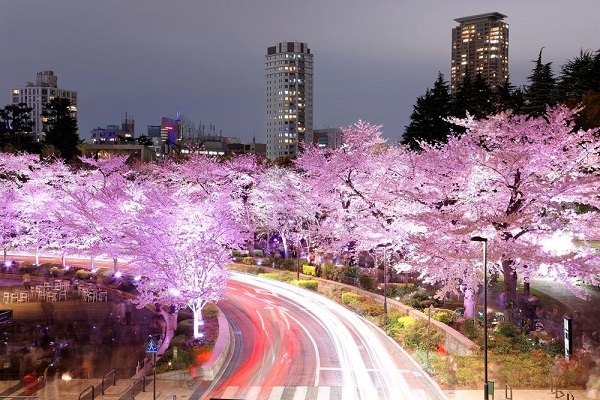 18年春 夜桜スポットが知りたい お仕事帰りに寄られるスポット4選 ニコニコニュース