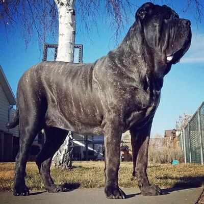 生後9ヶ月で180cmにもなる最も世界で大きい犬が話題に ニコニコニュース 生後9ヶ月で180cmにもなる最も世界で大きい犬が話題に ニコニコニュース