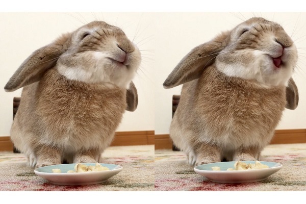 いい顔してるぅー おいしそうにバナナを食べる可愛いウサギに26万超いいね ニコニコニュース
