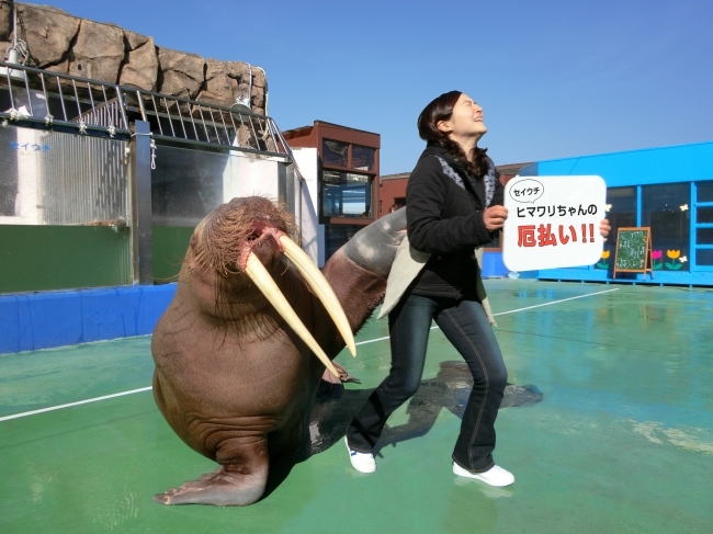 緊急速報 第一回 ヒレアシ甲子園 伊勢シーパラダイス 厄払いセイウチ ヒマワリちゃんの中間順位を発表 ニコニコニュース